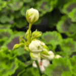 pelargonia