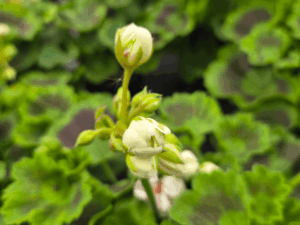 pelargonia