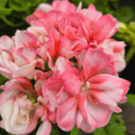 pelargonia