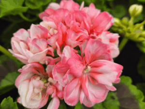pelargonia