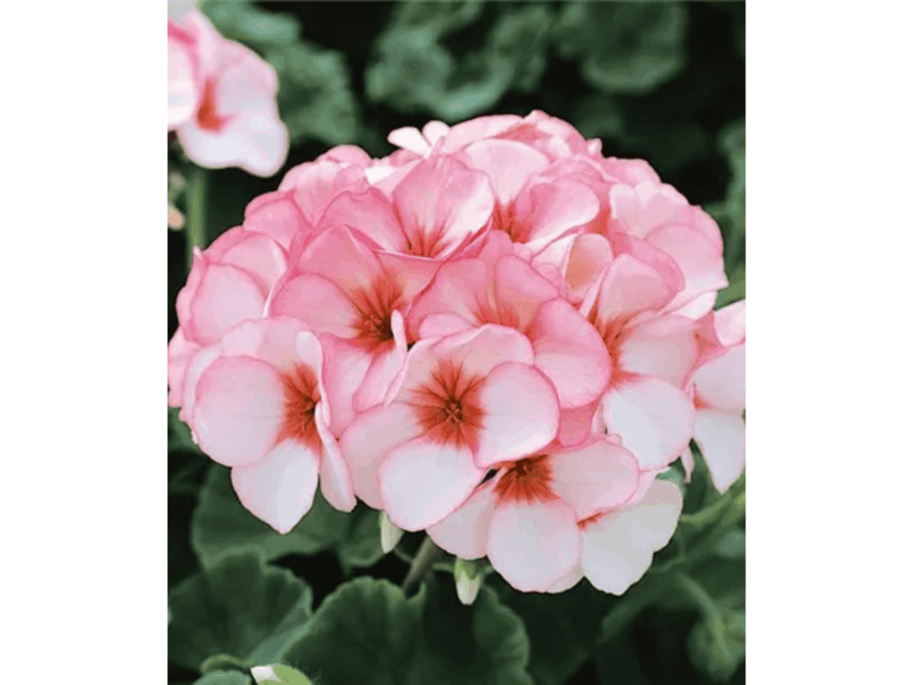 pelargonia