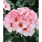 pelargonia