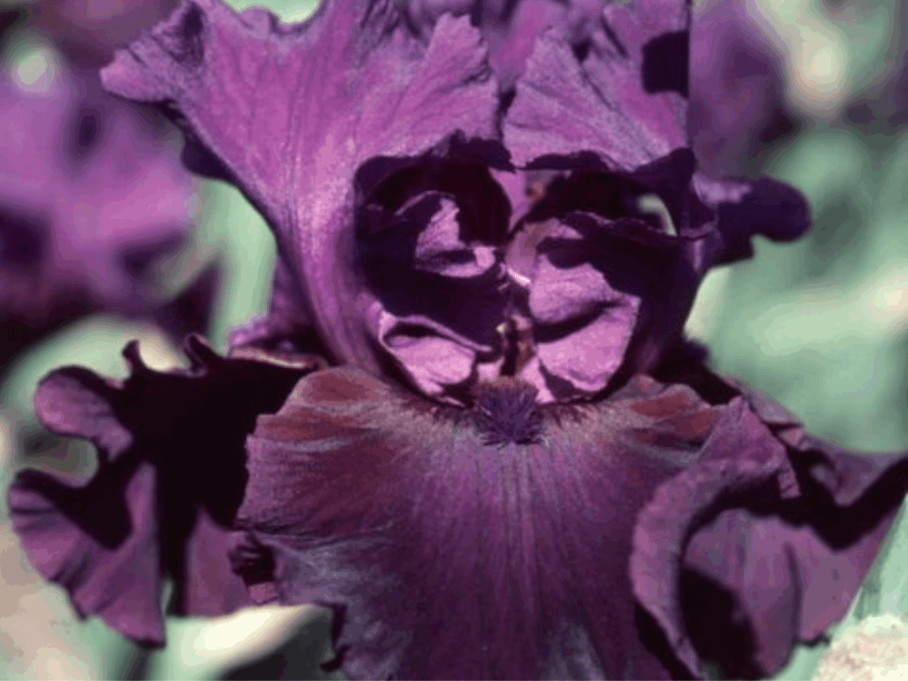 Fioletowy Irys