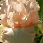Irys Ribands