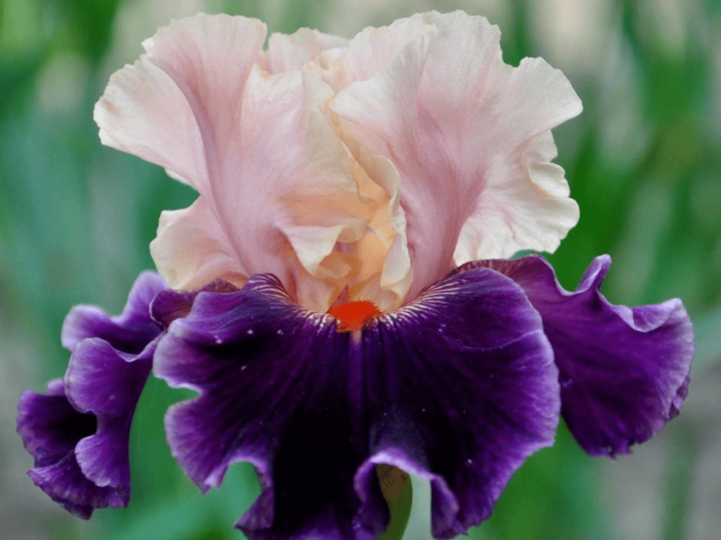 Kosaciec łososiowo-fioletowy kwiat