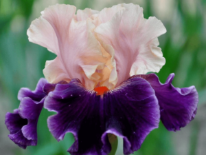 Kosaciec łososiowo-fioletowy kwiat