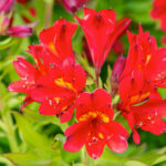 alstremeria summer pepper