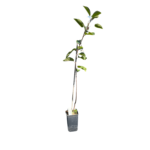 amelanchier