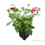 bidens