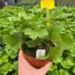 Pelargonia angielska