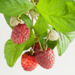 bon bon berry