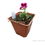 angeleyes burgundy