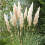 cortaderia selloana evita