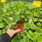 Pelargonia angielska Strawberry Cream