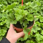Pelargonia angielska