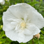 flower tower white (1) (1)