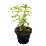 lippia citroodora
