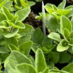 oregano (1)