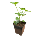 pelargonia pnąca