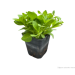 petunia (2)
