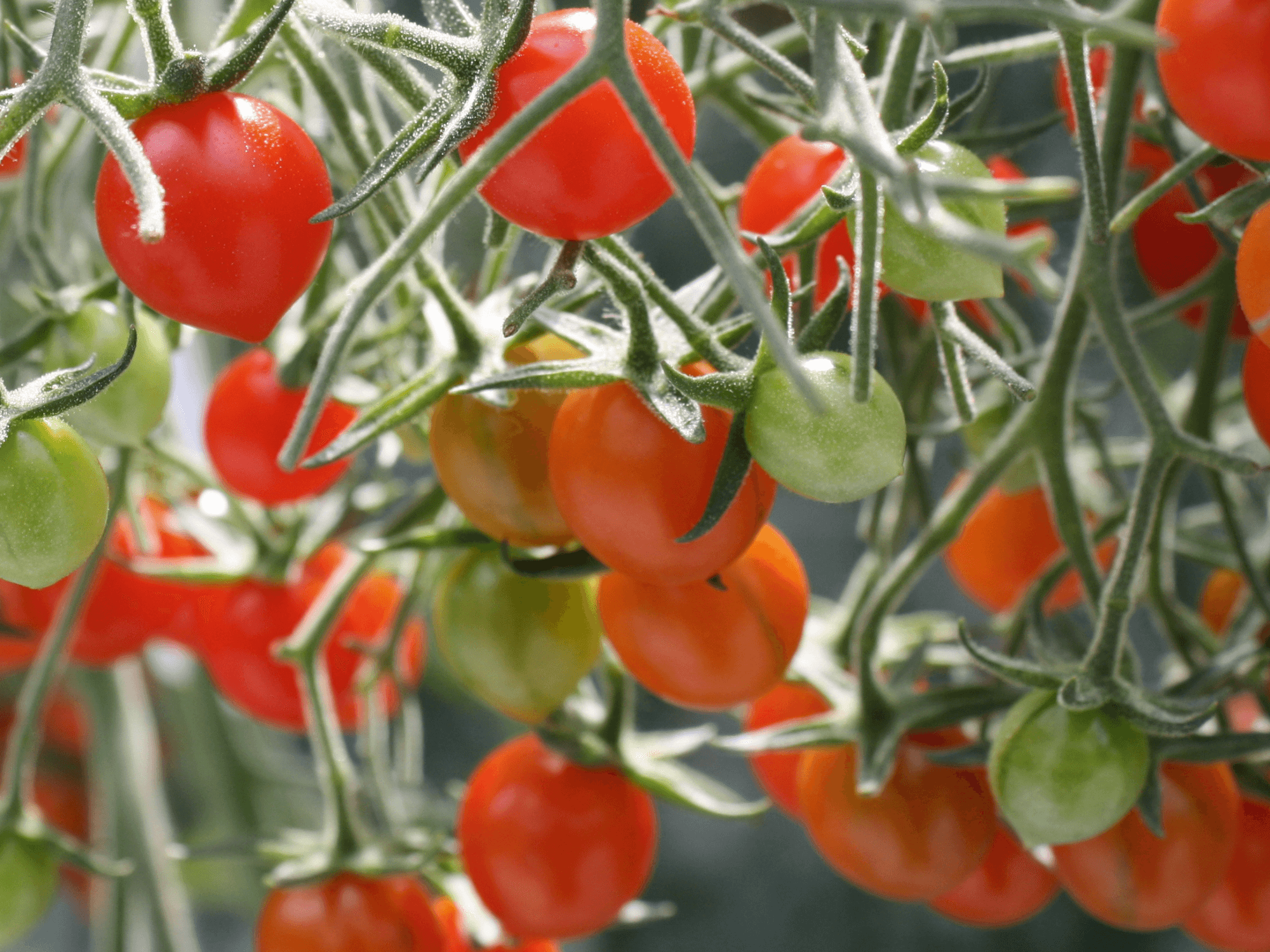 Mini pomidory czerwone