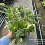 Ciemiernik 'Awesome Heavenly'