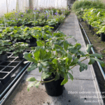 Ciemiernik 'Awesome Heavenly'