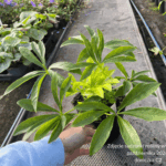 Ciemiernik ' Double Red Hybrids'