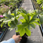 Ciemiernik 'Glamour Elance'