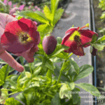Ciemiernik ' Pretty Ellen Purple'