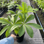 Ciemiernik ' Pretty Ellen White'
