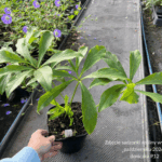Ciemiernik orientalis ' Red'