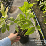 Ciemiernik orientalis ' Slaty Blue'