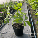 Ciemiernik orientalis ' Slaty Blue'