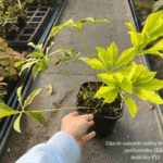 Ciemiernik ' orientalis 'White'