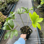 Ciemiernik orientalis 'Yellow'