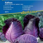 fioletowa kapusta