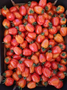 Pomidor czerwony mini