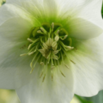 Pretty ellen white