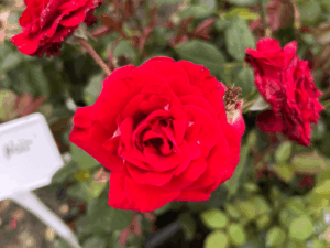 czerwona róża