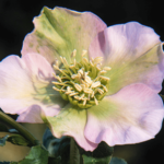 beaming blush (1)