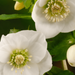 ciemiernik white (1)
