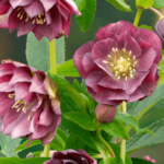 double red hybrids