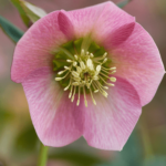 pretty ellen pink