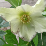 pretty ellen white (3) (1)