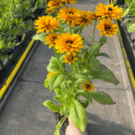 _Rudbeckia 'Littlebekia Ballerina' (1)
