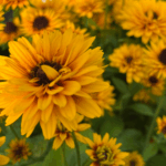 _Rudbeckia 'Littlebekia Ballerina' (2) (1)