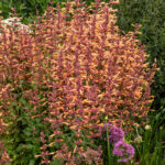 agastache Mango Tango
