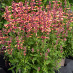 agastache Mango Tango 4