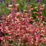 agastache Mango Tango 5